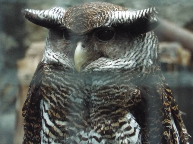 Owl closeup glass fence blurry free wallpaper - medium preview image