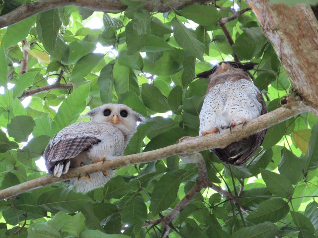 Owls branch jungle nature vines free wallpaper - medium preview image