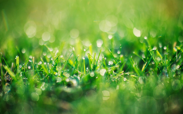 Grass water drops bokeh green free wallpaper - medium preview image