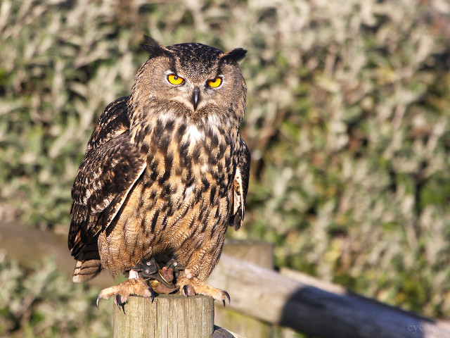 Brown owl post blurry background free wallpaper - medium preview image