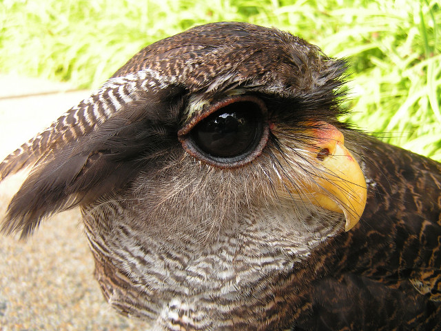 Bird eyeball beak blurry background free wallpaper - medium preview image