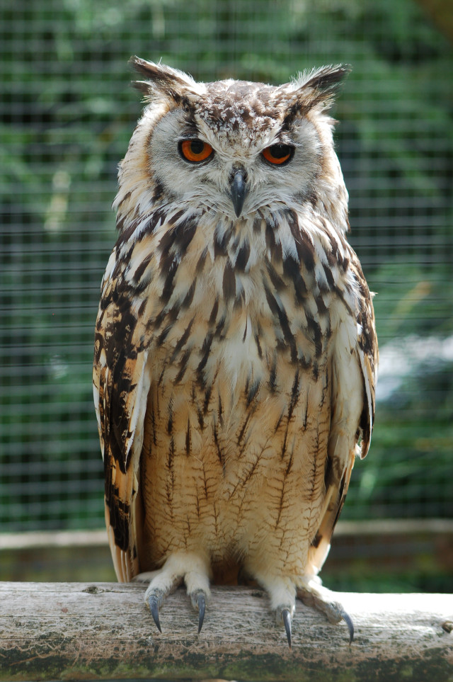 Large owl wooden branch outdoors free wallpaper - medium preview image