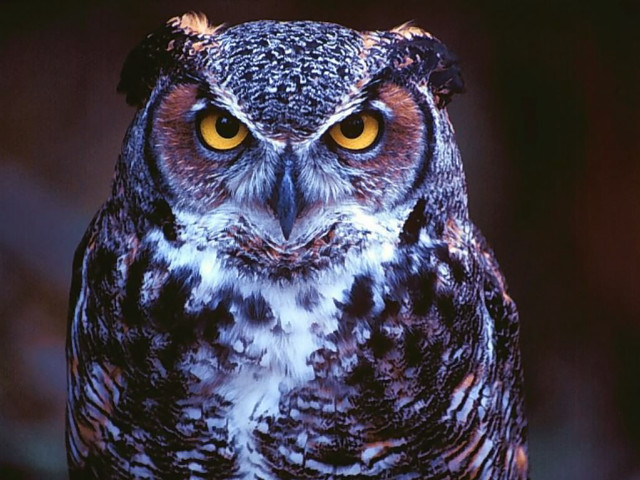 Owl yellow eyes looking at free wallpaper - medium preview image