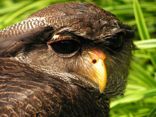 Bird yellow beak brown feathers free wallpaper - medium preview image