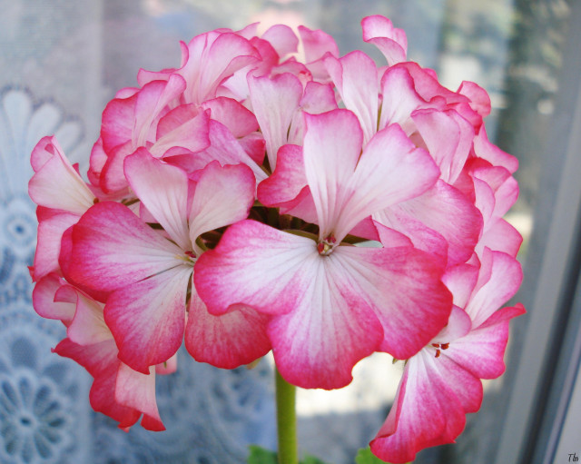 Pink white flower vase window free wallpaper - medium preview image