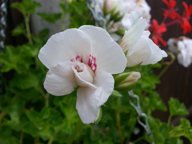 White flower red stamens macro free wallpaper - medium preview image