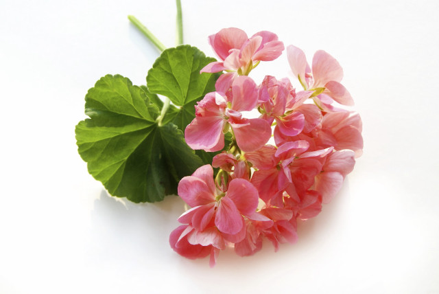 Pink flowers white table leafy free wallpaper - medium preview image