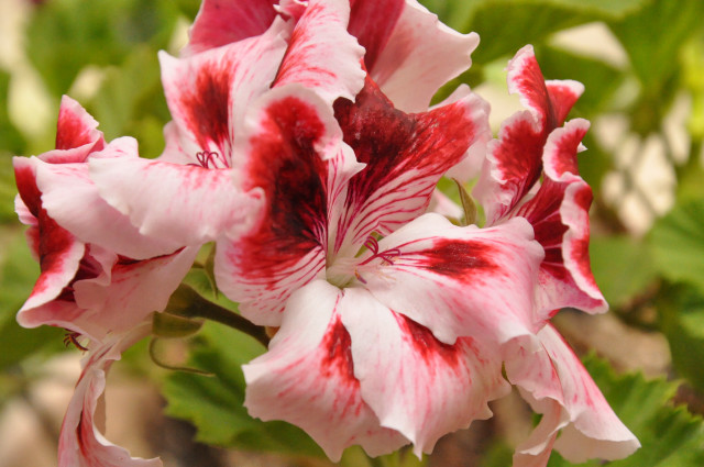 Red white flower macro nature free wallpaper - medium preview image
