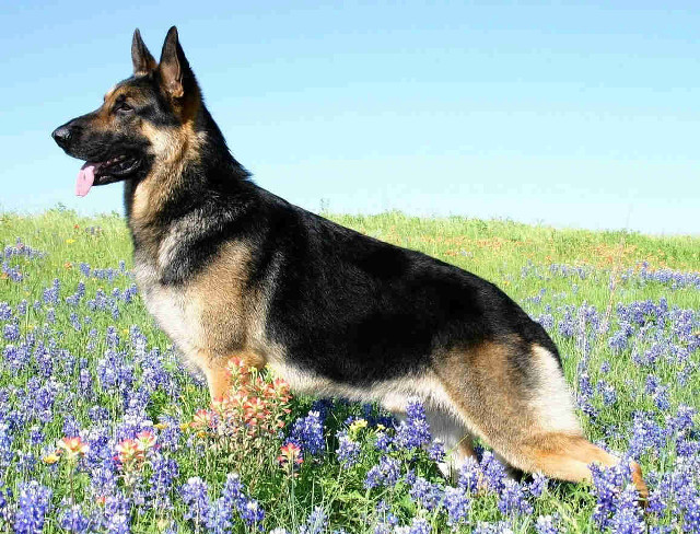 German shepherd field flowers tongue free wallpaper - medium preview image