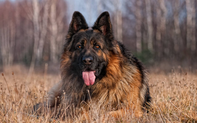 Large brown black dog grass free wallpaper - medium preview image