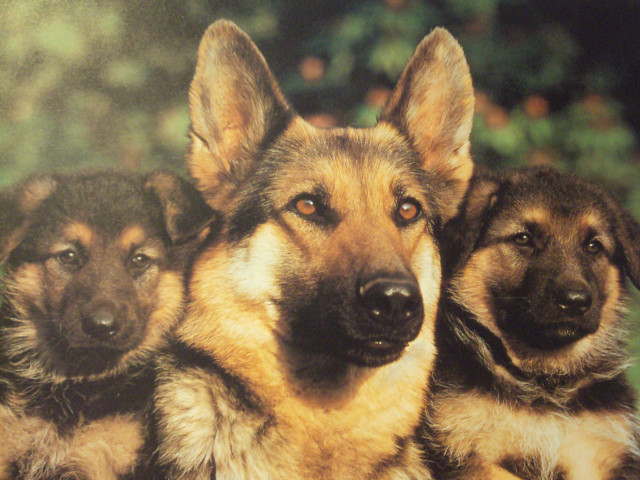 Three dogs brothers hildebrandt shiba free wallpaper - medium preview image