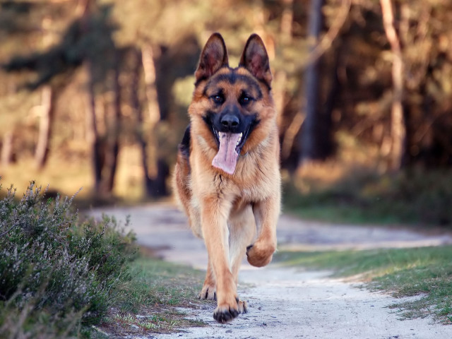 German shepherd running dirt road free wallpaper - medium preview image