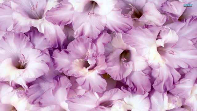 Purple flower closeup butterfly bug free wallpaper - medium preview image
