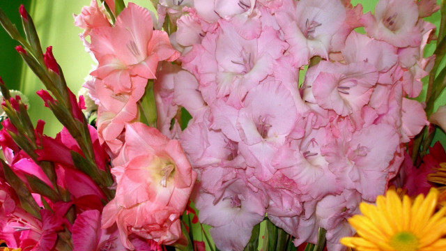 Pink white flowers vase yellow free wallpaper - medium preview image