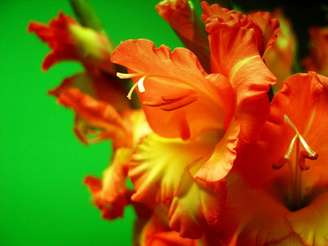 Close up flower green background free wallpaper - medium preview image