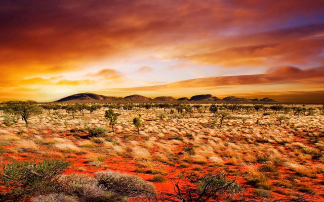 Desert sunset trees bushes landscape free wallpaper - medium preview image