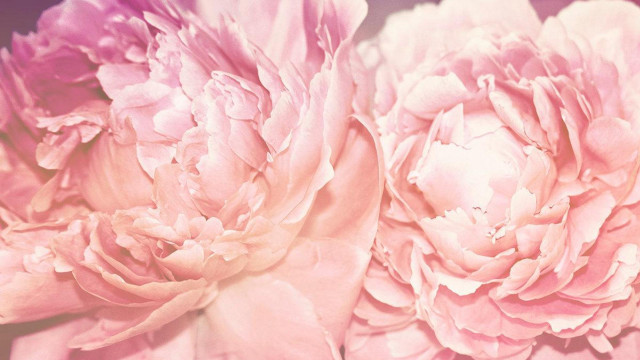 Pink flowers blurry background still free wallpaper - medium preview image