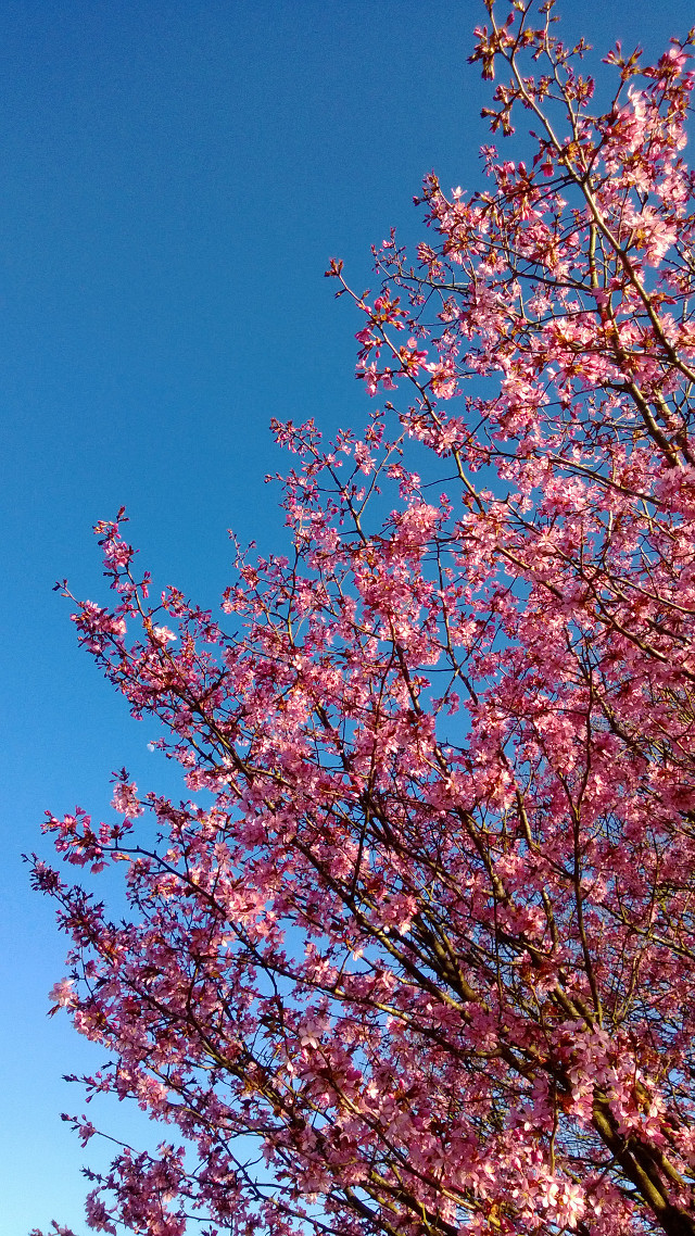 Tree pink flowers blue sky #7 free wallpaper - medium preview image