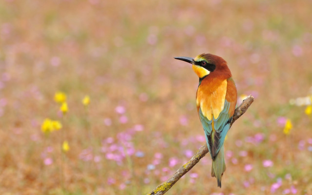 Bird branch field flowers grass free wallpaper - medium preview image