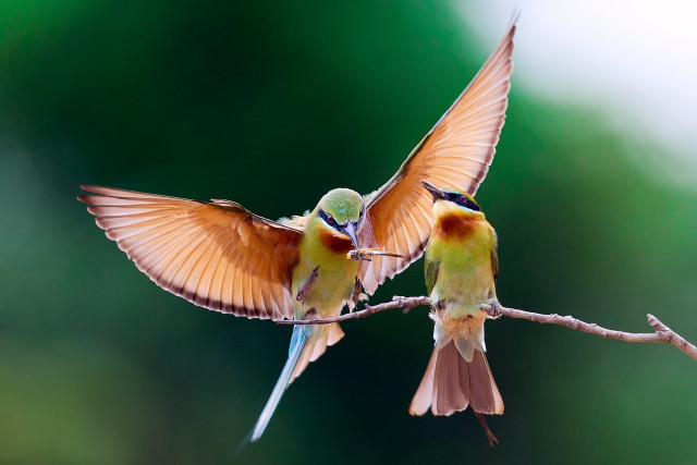 Two birds branch wings touching free wallpaper - medium preview image