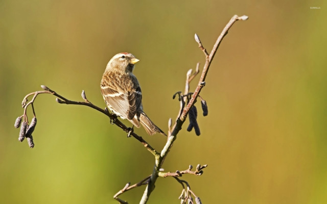 Bird perched branch blurry background free wallpaper - medium preview image
