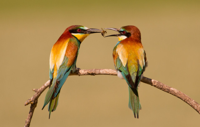 Colorful birds branch beaks touching free wallpaper - medium preview image