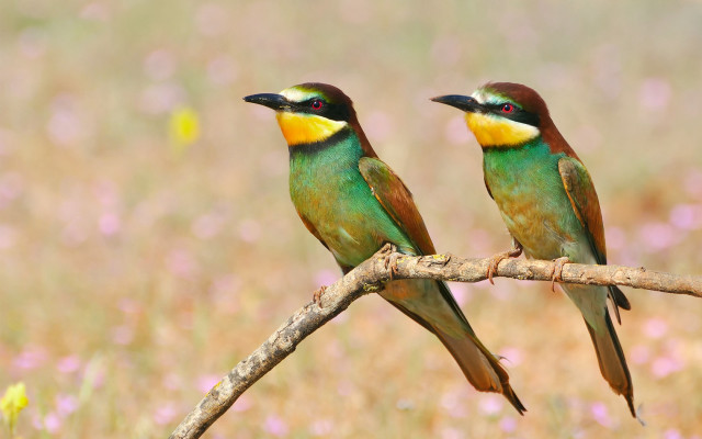 Birds branch flowers grass beak free wallpaper - medium preview image