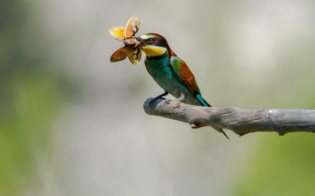 Colorful bird bug branch blurry free wallpaper - medium preview image