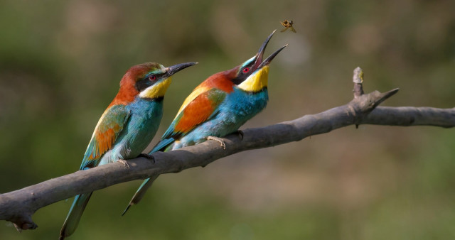 Colorful birds branch insect beaks free wallpaper - medium preview image