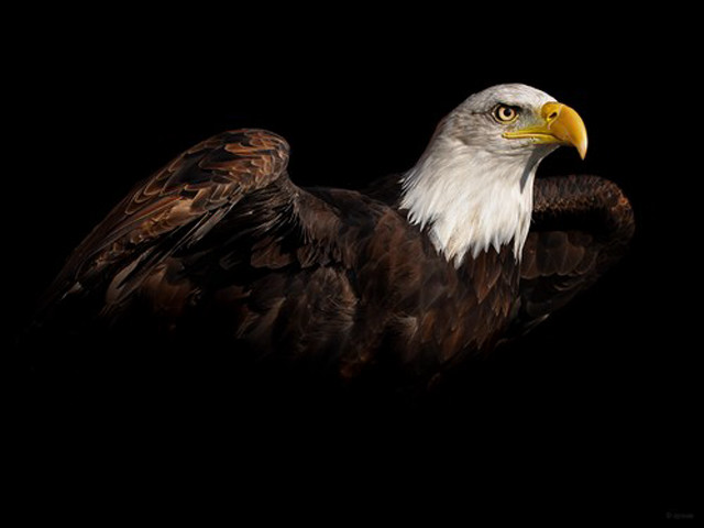 Bald eagle digital painting black free wallpaper - medium preview image