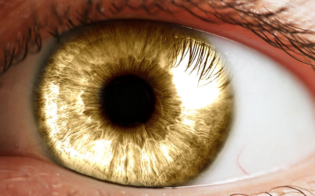 Gold iris black ring closeup free wallpaper - medium preview image