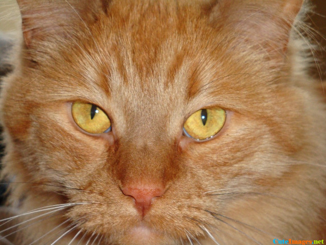 Close up cat yellow eyes free wallpaper - medium preview image