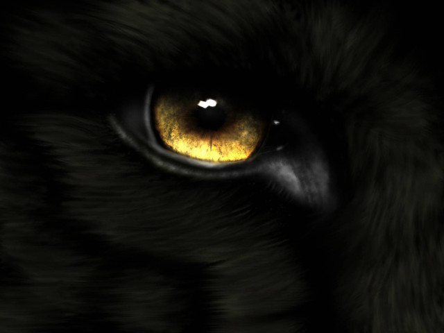 Tiger eye yellow eyeshadow black #2 free wallpaper - medium preview image