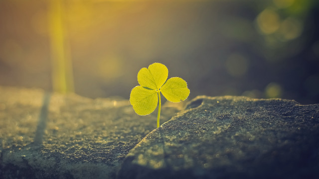 Small green leaf rock sunlight free wallpaper - medium preview image