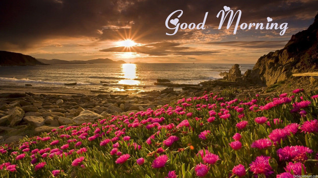 Sunset rocky beach pink flowers #2 free wallpaper - medium preview image