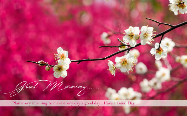 Branch white flowers pink background free wallpaper - medium preview image