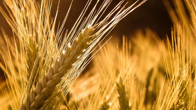 Wheat closeup blurry background sunset free wallpaper - medium preview image