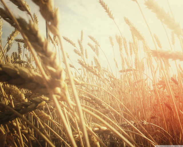 Wheat field sunlight blue sky free wallpaper - medium preview image