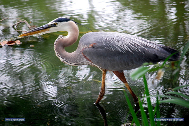 Bird standing water long beak free wallpaper - medium preview image