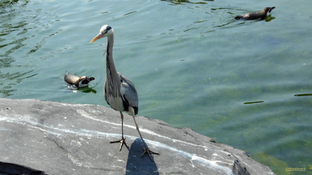 Bird rock water ducks background free wallpaper - medium preview image