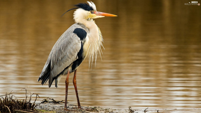 Bird long neck standing water #2 free wallpaper - medium preview image