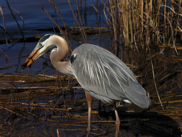 Bird long beak marshy reeds free wallpaper - medium preview image