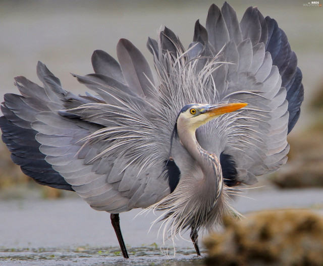 Bird beak water spread wings free wallpaper - medium preview image
