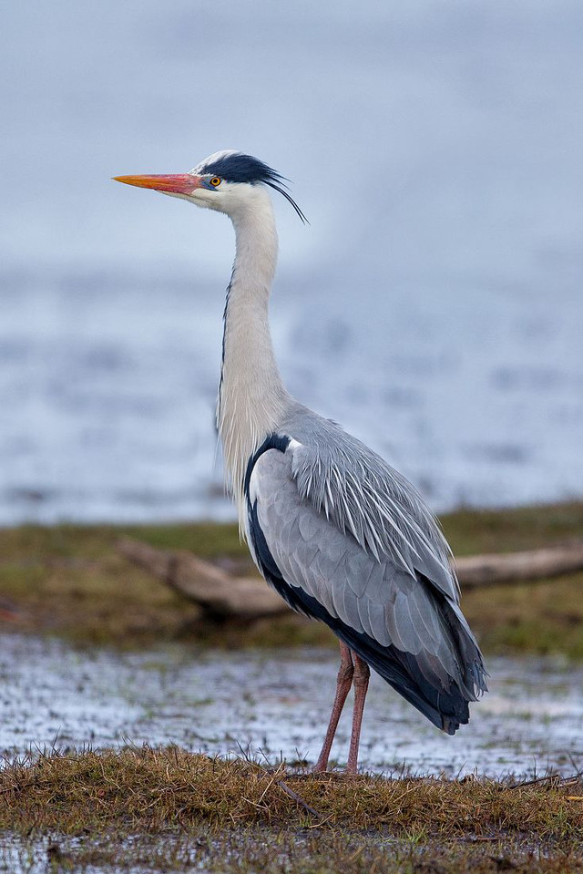 Bird standing grass water ground free wallpaper - medium preview image