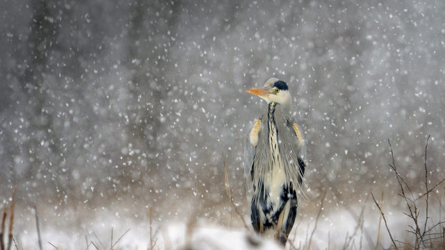 Bird snow head turned beak free wallpaper - medium preview image