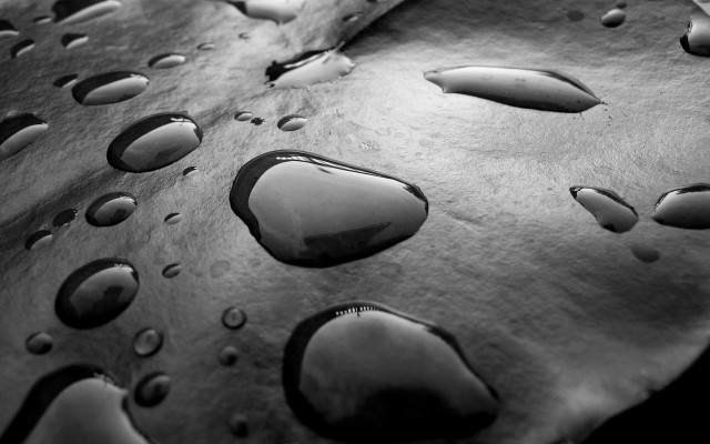 Leaf waterdrops black white border free wallpaper - medium preview image