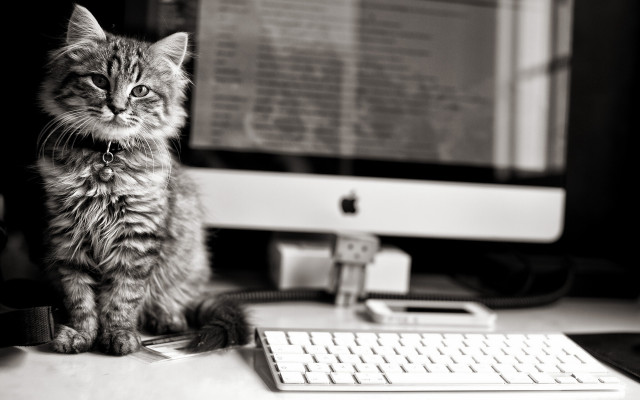 Cat desk keyboard monitor mouse free wallpaper - medium preview image