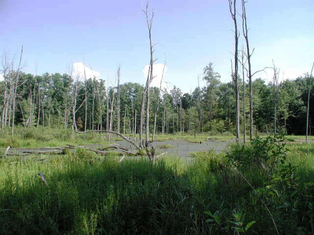 Swampy forest bench blue sky free wallpaper - medium preview image