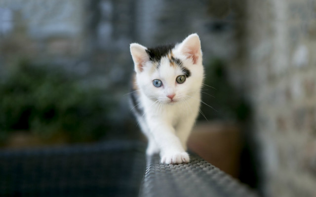 Kitten walking bench brick wall free wallpaper - medium preview image