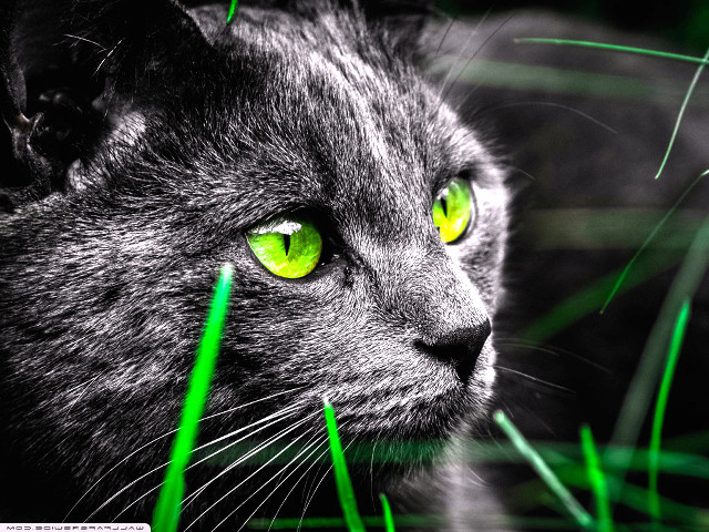Cat green eyes staring grass free wallpaper - medium preview image